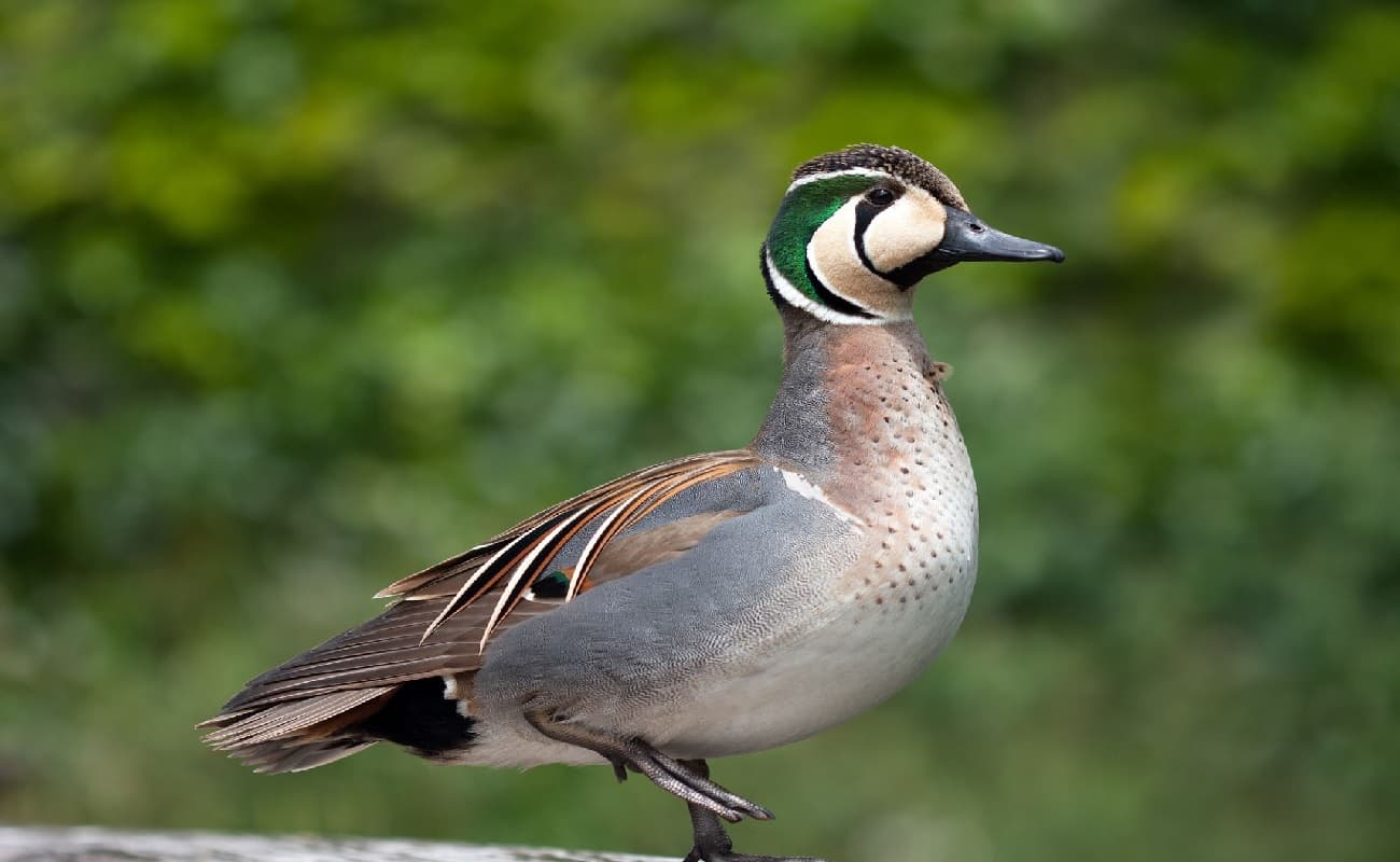 राजधानी जलाशय पहुंचा दुर्लभ 'बैकल टील' पक्षी, पहली बार देखा गया बिहार में, एक साथ देता है 9 हरे अंडे