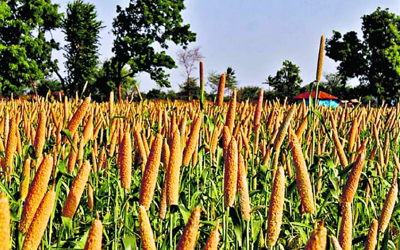 Fast Food नहीं ये 7 Super Food रखेंगे सेहतमंद, झारखंड में होती है बंपर खेती