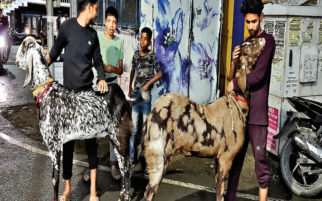 रांची में उपलब्ध हैं एक लाख तक के बकरे, डिमांड में लाल बादशाह और सलमान