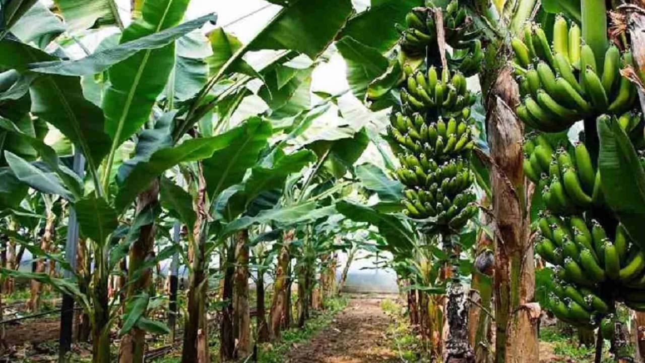 Bihar के इस जिले में केले की फसल में लगा गंभीर रोग, जानें रोग ग्रस्त फल खाने से आपको कितना है खतरा