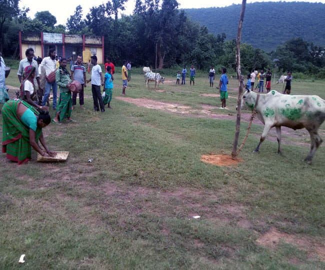 Bandana Festival : झारखंड में बांदना पर्व के रंग में रंगा आदिवासी समुदाय इन पशुओं की करता है पूजा, इतने दिनों तक नहीं लेता इनसे कोई काम