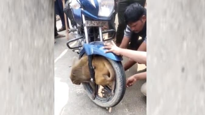 UP: बाइक से टकराया बंदर, क्यों बुलाना पड़ा मैकेनिक, देखें वायरल वीडियो