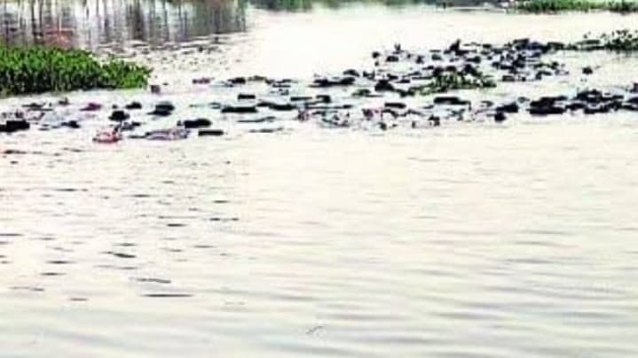 बरेली: मूसलाधार बारिश से उफनाई गंगा-रामगंगा, खतरे का निशान छूने के करीब, फसलों के कटान से किसान परेशान