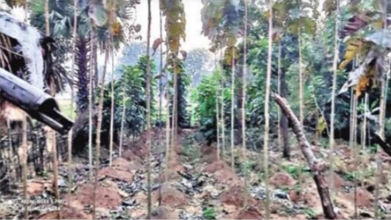 त्रिकूट पर्वत पर पर्यटकों का आना हुआ कम, तो भोजन की तलाश में गांव पहुंच कर बंदरों का झुंड मचा रहे उत्पात