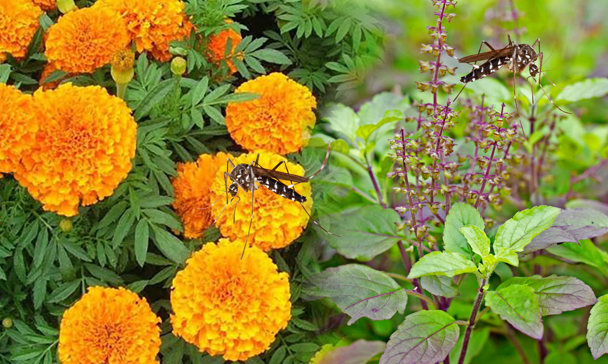 हाथ-पैर में झनझनाहट या हो जाते हैं सुन्न? हो जाएं सावधान, अपनाएं ये घरेलू उपचार