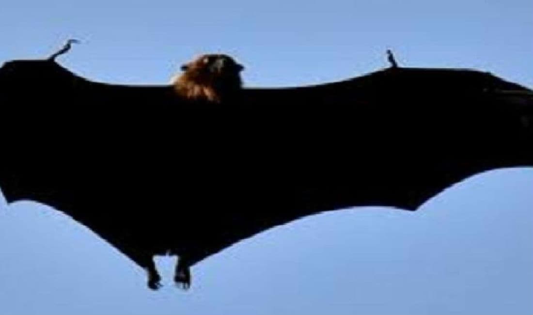 कोरोना का भय नहीं ? यहां धड़ल्‍ले बिक रहे चमगादड़