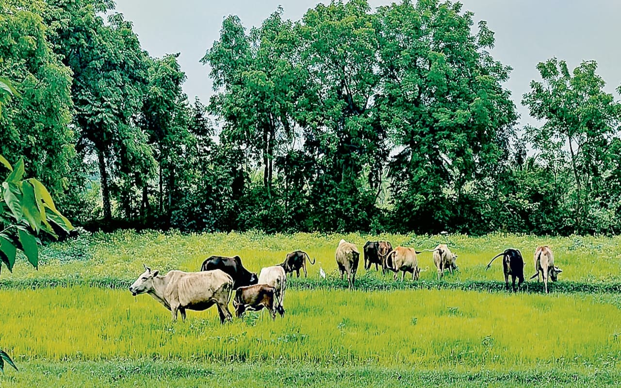 बोकारो में औसत से कम हुई बारिश, इस बार भी मंडरा रहा सुखाड़ का खतरा