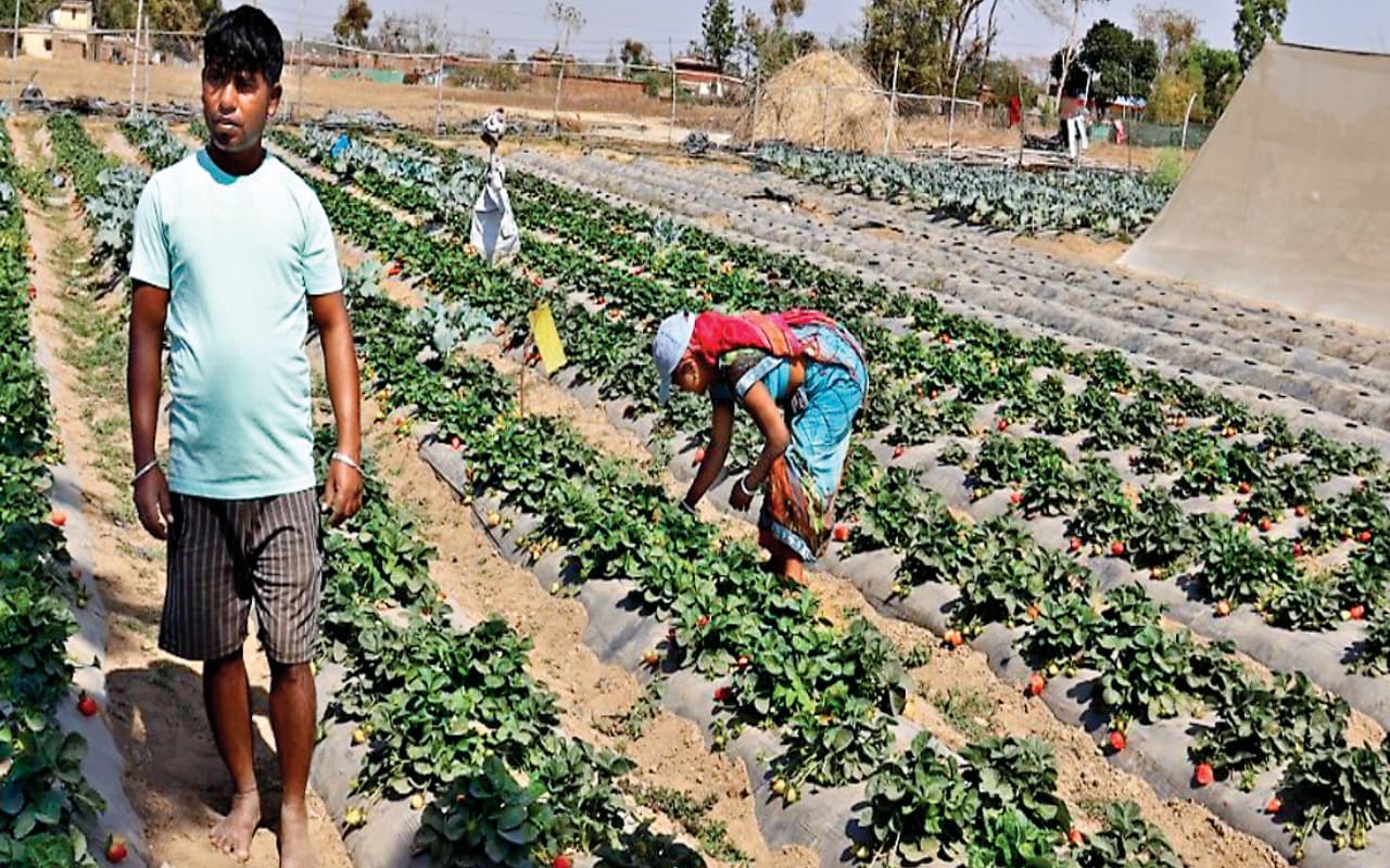 स्ट्रॉबेरी की खेती ने बदल दी प्रेमनाथ महतो की जिंदगी, उषा मार्टिन के सहयोग से कर रहे हैं अच्छी कमाई