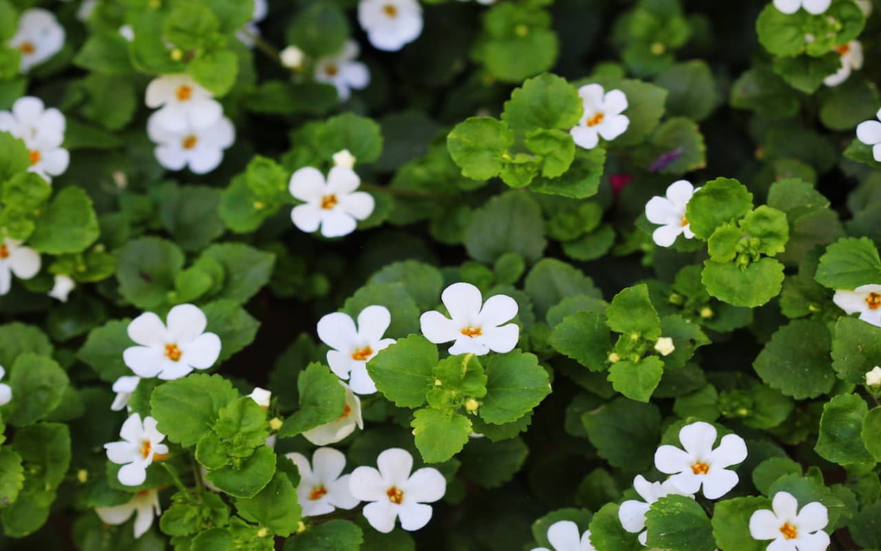 Bacopa Monnieri Benefits: इस चमत्कारी जड़ी बूटी से बढ़ाएं अपने दिमाग की शक्ति, इसके फायदे और नुकसान जानें