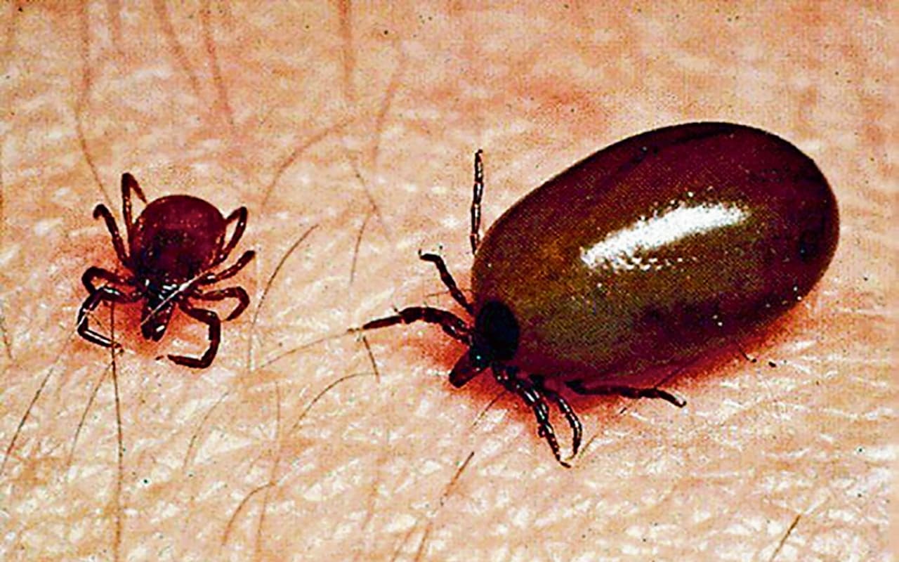 BPSC 67th Result 2022: BPSC का 15 नवंबर तक आएगा रिजल्ट, इस Direct Link से कर सकेंगे चेक