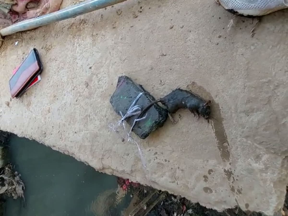 चूहे की पूंछ में पत्थर बांधकर मारने वाले शख्स के खिलाफ 30 पेज की चार्जशीट दाखिल, हो सकती है 5 साल की जेल