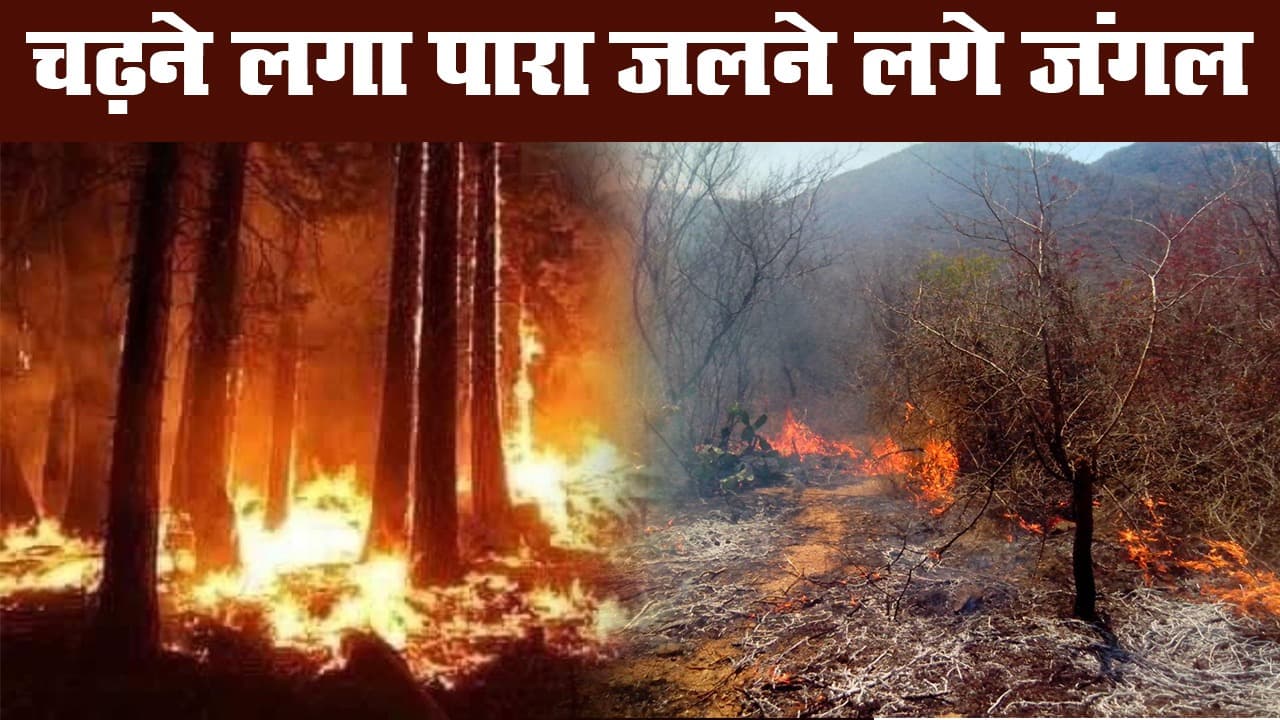 उत्तराखंड : जंगलों में आग से 71 हेक्टेयर भूमि को नुकसान, खतरे में हजारों जीव-जंतु