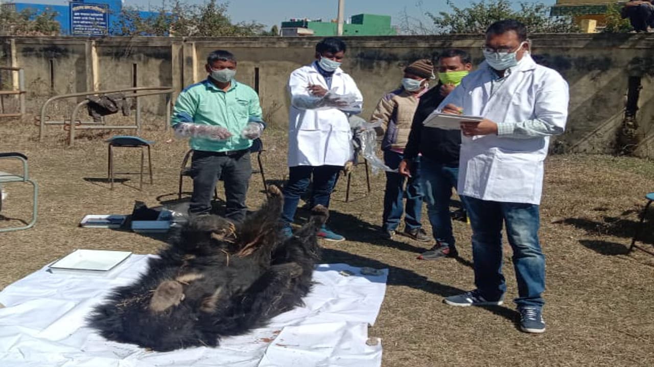 गुमला के जिरहुल जंगल में मृत मिला भालू, पेट में मिले गहरे जख्म के निशान, प्रशासन ने किया बरामद