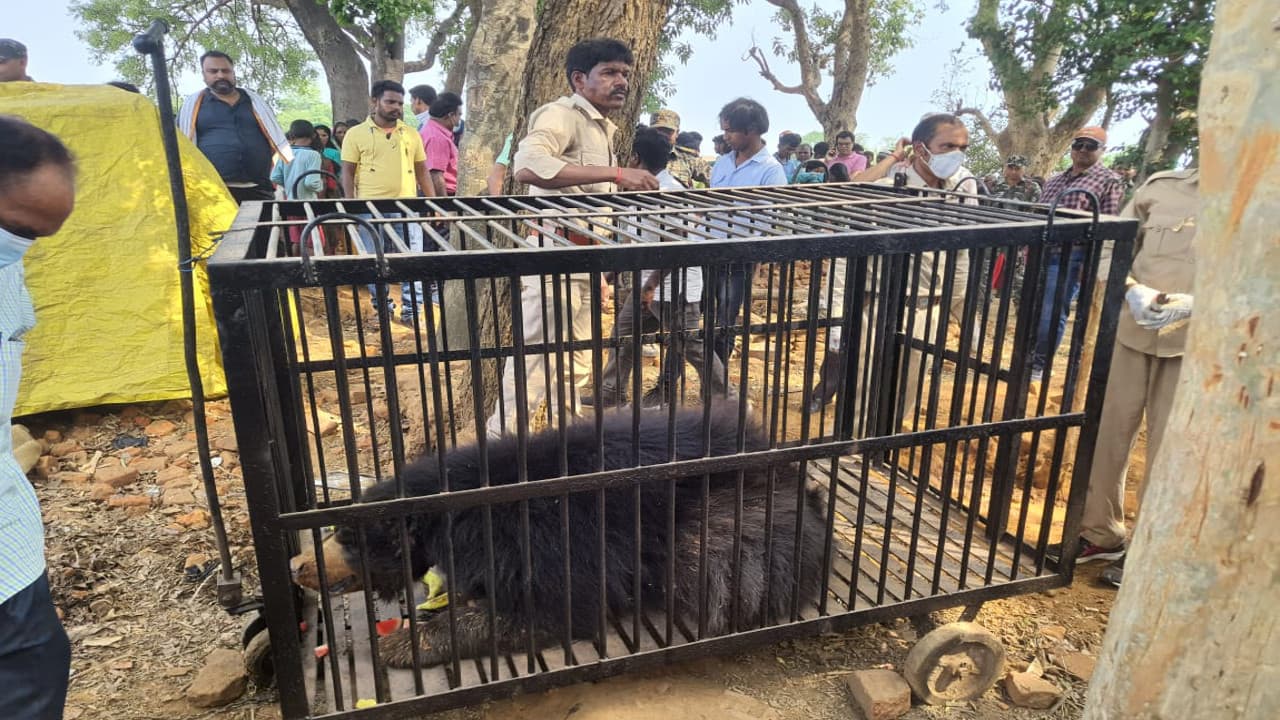 झारखंड के बोकारो की परसबनी पंचायत क्षेत्र में दो भालू को किया रेस्क्यू, रांची के ओरमांझी जू भेजा