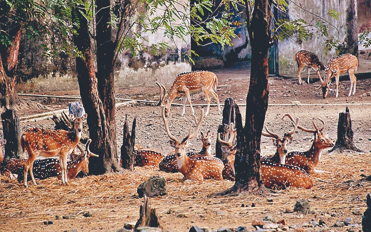 बोकारो जैविक उद्यान में पशु-पक्षियों को ठंड से बचाने की कवायद शुरू, भालू के लिए लगा हीटर