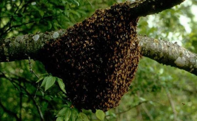 मधुमक्खियों ने ली 10वीं के छात्र की जान, गन्ने की खेत में मां-पिता संग फसल काटने गया था किशोर