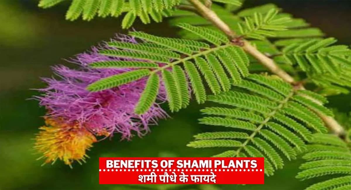 Shami Tree Ke Fayde: घर में जरूर लगाएं शमी का पौधा, शनि देव के कुप्रभाव से पाएं मुक्ति