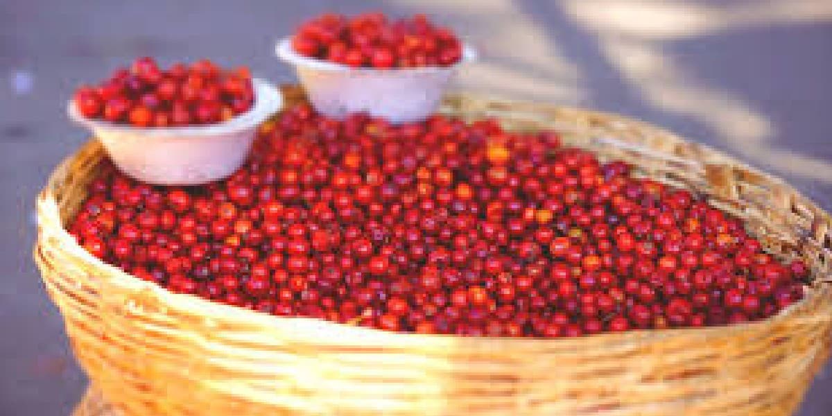 बेर खाने के हैं कई फायदे, इम्युनिटी बढ़ाने और डैंड्रफ, एक्ने की समस्या से छुटकारा दिलाने में है सहायक