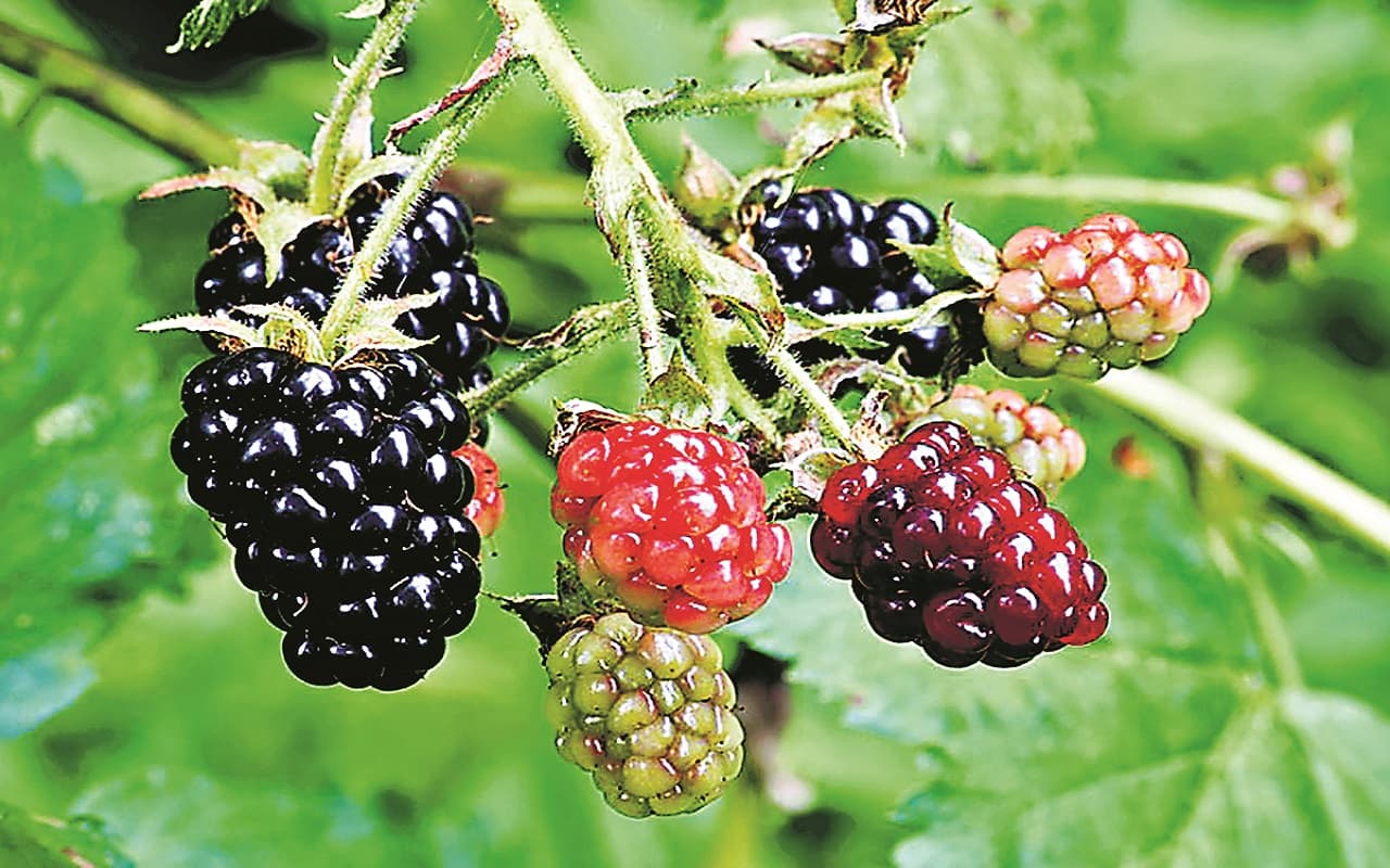 बेर और बेरियों के दिलकश स्वाद, जानिए इसके फायदे और नुकसान