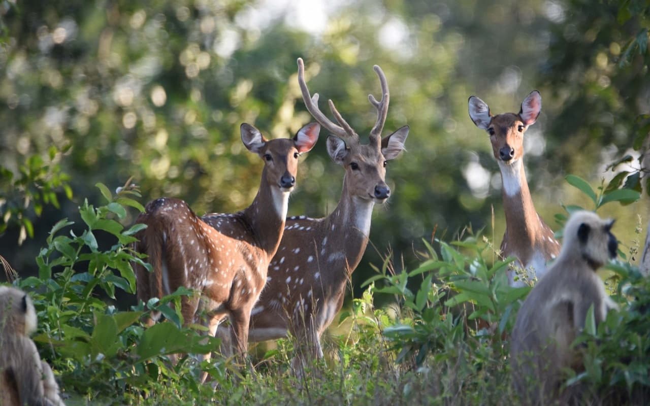 झारखंड के Betla National Park में पर्यटकों की नो एंट्री, लेकिन हिरण, बंदर व लंगूरों की बढ़ी है संख्या