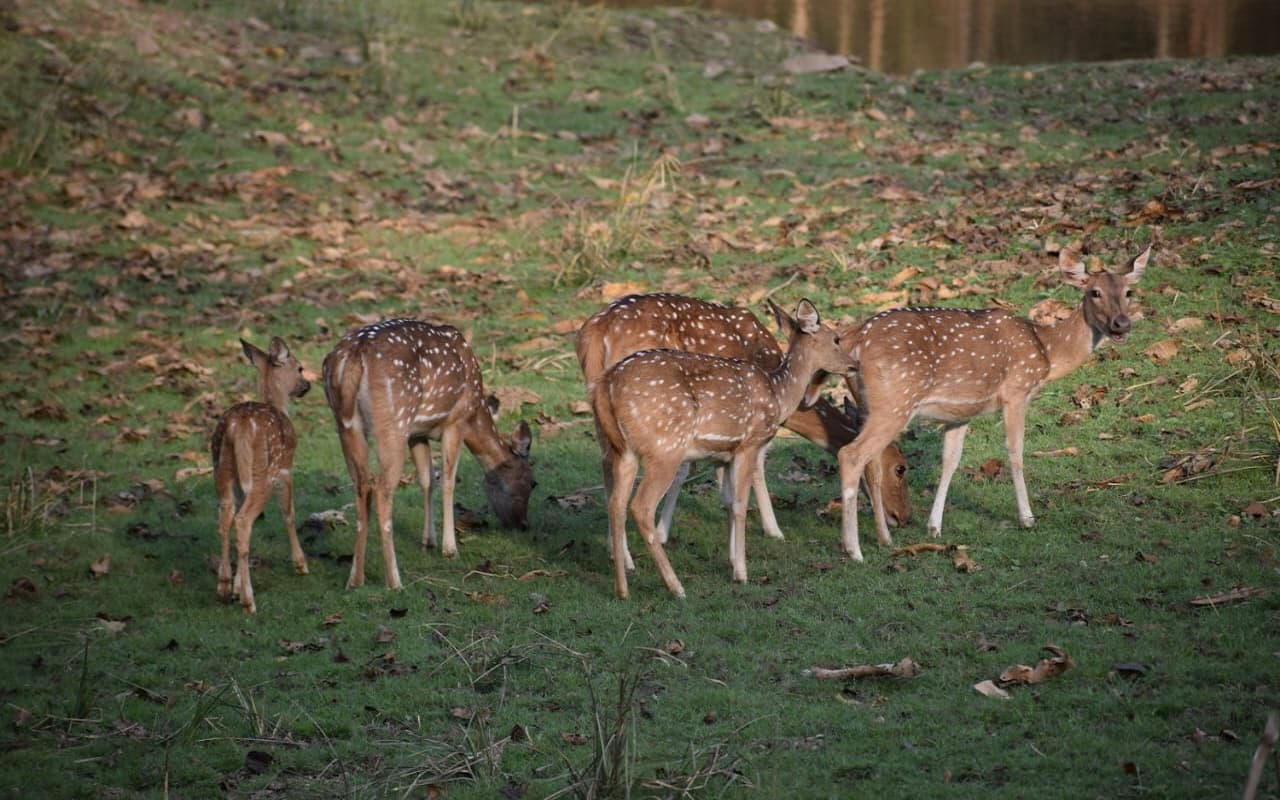 Jharkhand News : बेतला नेशनल पार्क में पर्यटकों की नो एंट्री, कब से सैलानी कर सकेंगे खूबसूरती का दीदार