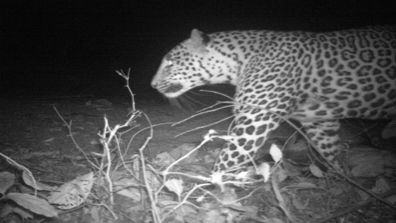 Dhar:तेंदुए के शावकों को बिल्ली समझ बच्चों ने गोद में उठाया, फिर हुआ कुछ ऐसा, जानकर आप भी हो जाएंगे हैरान