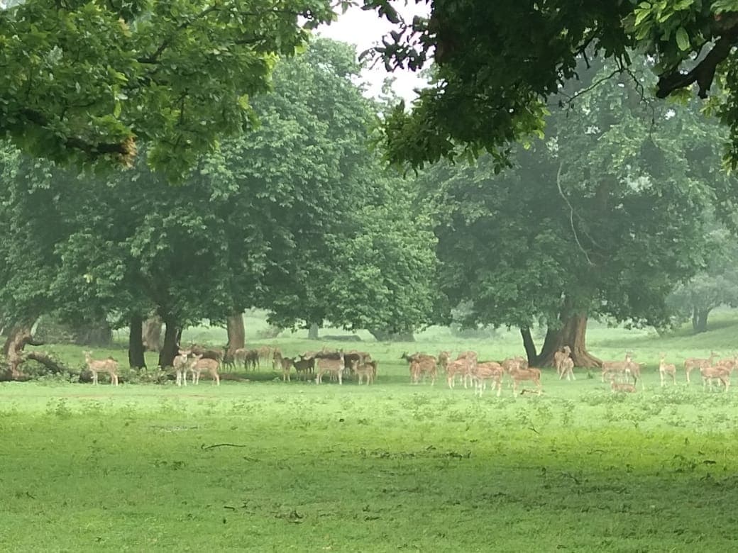 कोरोना काल में बेतला नेशनल पार्क में कर सकेंगे मनोरंजन, इन शर्तों का करना होगा पालन