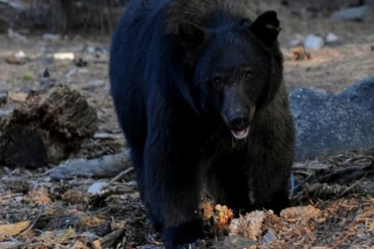 PHOTOS: यूपी के आगरा में है दुनिया का सबसे बड़ा भालू संरक्षण केंद्र, यहां देखिए तस्वीरें