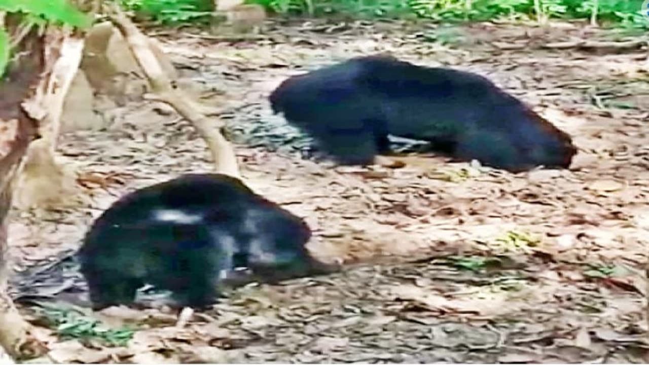 चाईबासा : जंगली भालू के हमले से युवक घायल