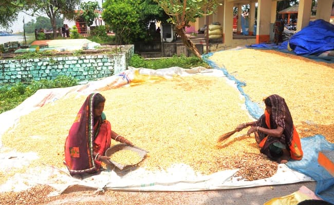 बिहार में बाढ़ से बेहाल किसान, सैकड़ों क्विंटल मकई हुए बर्बाद, कोई मुफ्त में भी लेने को नहीं हो रहे तैयार