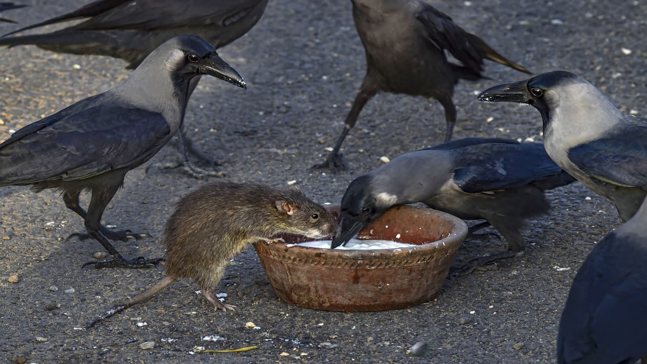 बिहार के गांवों में लगातार मर रहे कई कौवे, कोई बता रहा अनहोनी का संकेत, कोई इंटरनेट को मान रहा वजह