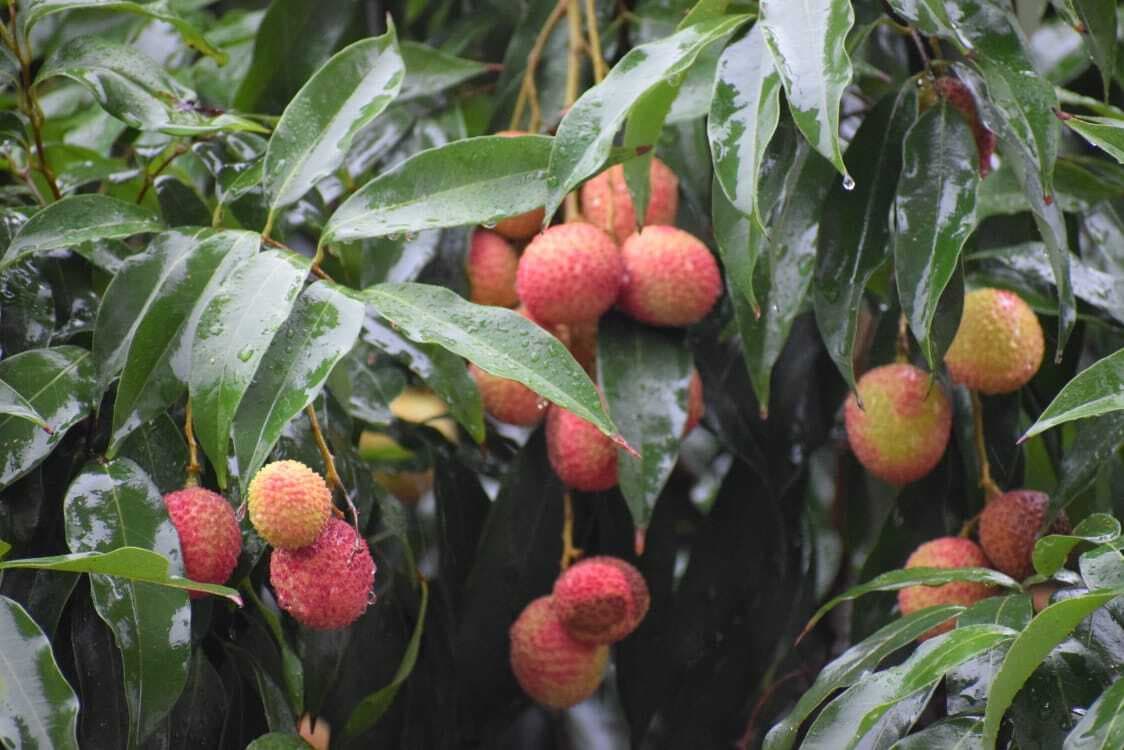 बिहार: मुजफ्फरपुर की लीची का कर रहें हैं इंतजार, जानिए बाजार में कब तक आएगी शाही लीची, क्या रहेगा आम का हाल