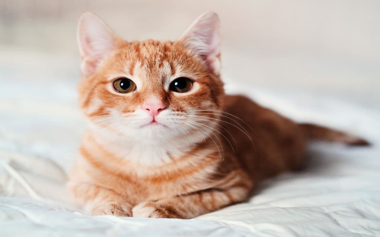 International Cat Day 2023 अगर आपको भी है बिल्ली पालने का शौक, तो हो जायें सावधान