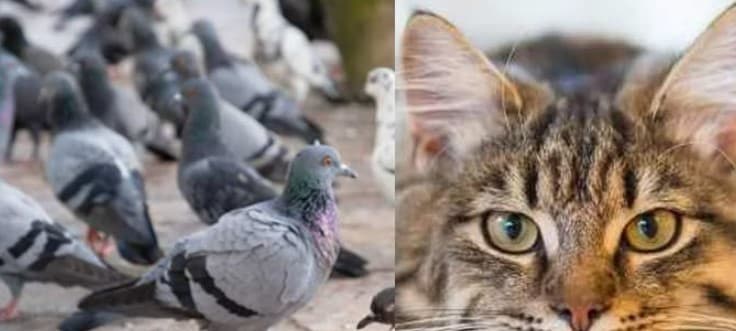 Shahjahanpur News: रास्ते की रंजिश के बीच भेंट चढ़े बेजुबान, मरे मिले 35 कबूतर, जानें क्या है पूरा मामला