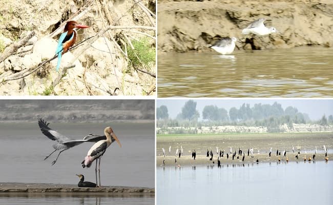 Bihar Bird Festival : कई वैज्ञानिकों ने गंगा में पहली बार देखा घड़ियाल, परिंदों को कैमरे में कैद करने की मची होड़