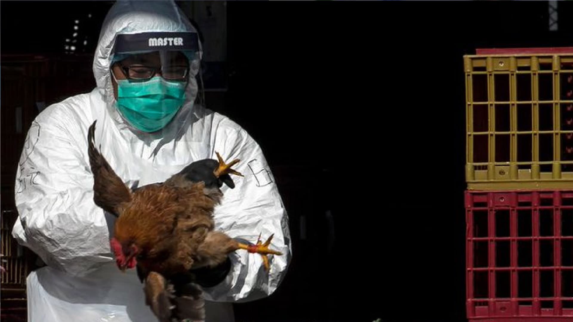 H3N8 Virus: एच3ए8 बर्ड फ्लू से पहली बार इंसान की मौत, WHO ने दी जानकारी