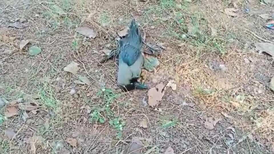 Bihar News: बिहार में  Bird Flu की आशंका के बीच अलर्ट, गिरिराज सिंह बोले- ये भारत के नहीं, यूरोप के पक्षियों का रोग