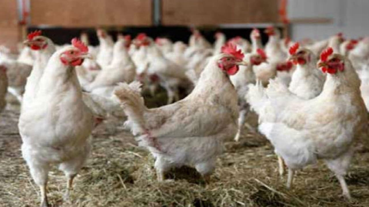 Bird Flu News : बर्ड फ्लू के दौरान चिकन-अंडा खाना कितना सुरक्षित ?