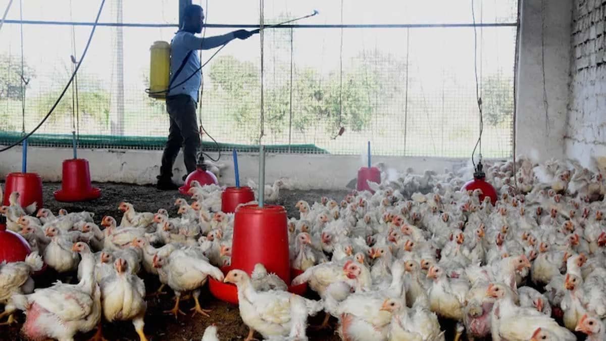 Bird Flu News: चिकन शौकीनों के लिए बड़ी खबर, जमकर उड़ाइये दावत, बिहार में बर्ड फ्लू की No Entry