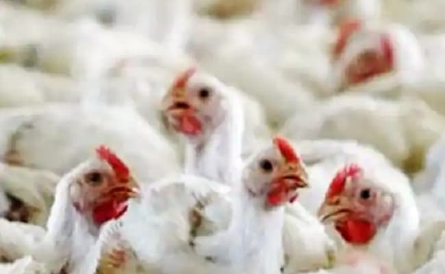 Bird Flu : शिवराज सरकार का फैसला, मध्य प्रदेश में अगले 10 दिनों तक दक्षिण के राज्यों से आने वाले चिकन पर रोक