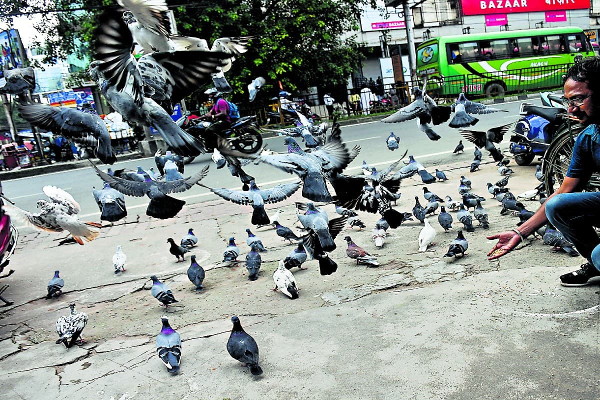 आपका पुण्य परिंदों का नुकसान: पशु-पक्षियों को दाना या खाना खिलाने से पहले एक बार जरूर सोचे