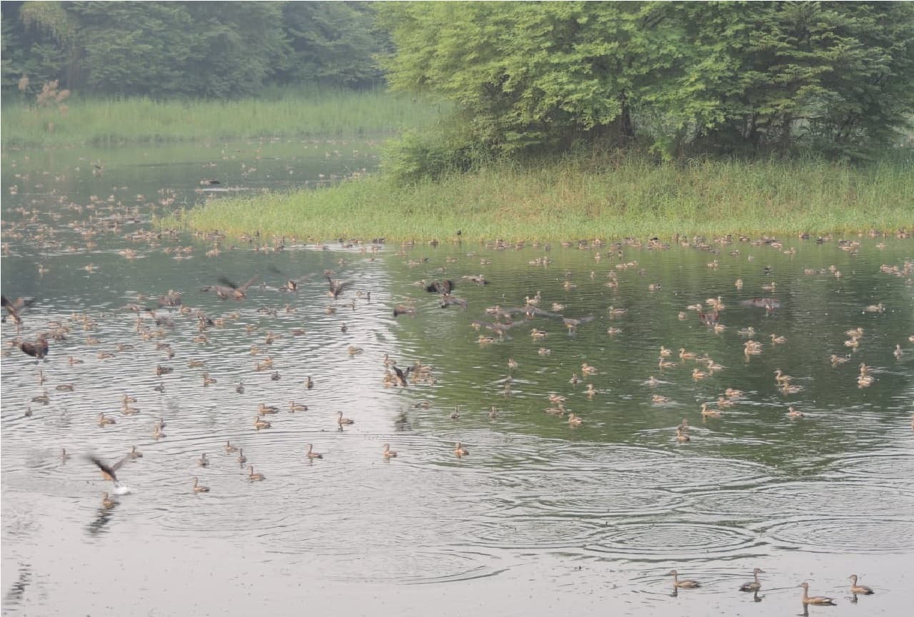 पटना की आबोहवा मेहमान परिंदों को भायी, सर्दी शुरू होते राजधानी पटना पहुंचने लगे प्रवासी पक्षी