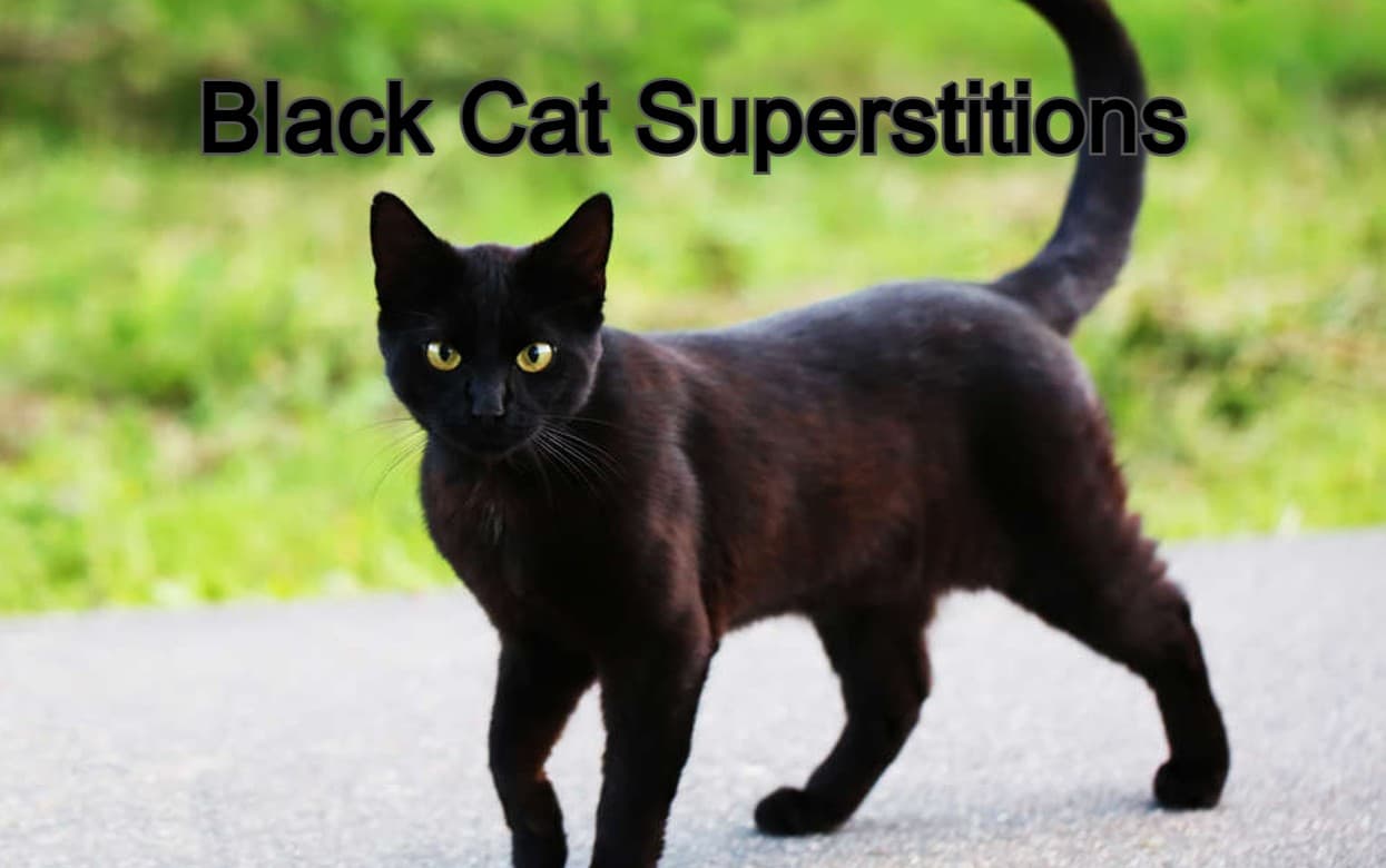 Black Cat Superstitions: काली बिल्ली रास्ता काटे तो शुभ होता है या अशुभ? विभिन्न देशों की मान्यताएं जानें
