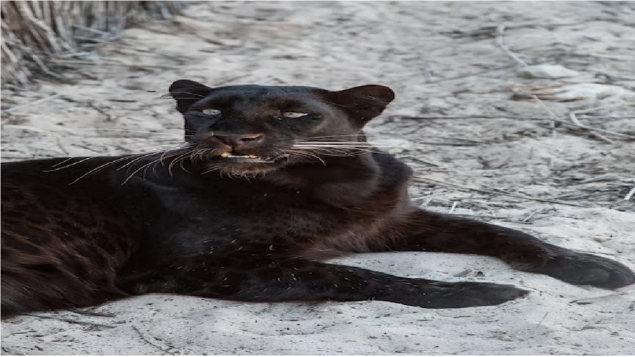 पटना जू में लाया जाएगा ब्लैक पैंथर और हुलॉक गिबन, रखने के लिए तैयार किया जायेगा आकर्षक बाड़ा