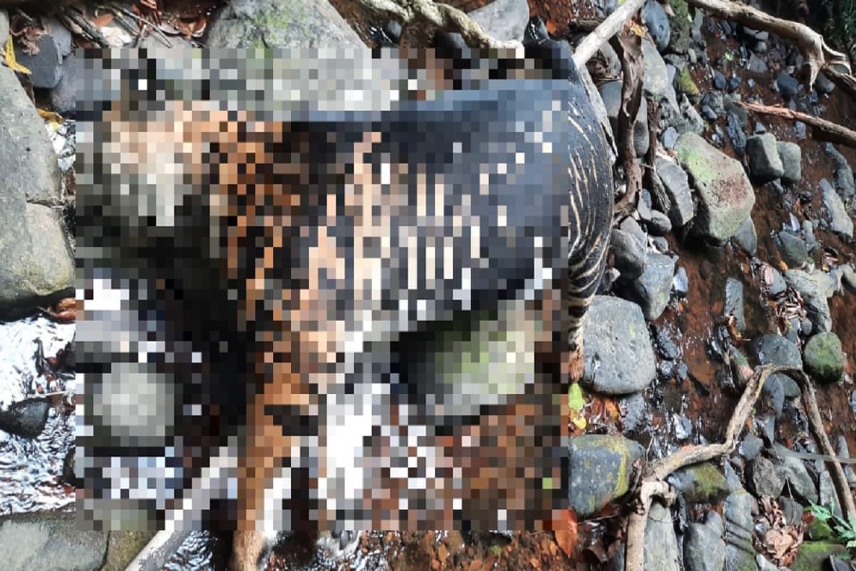 ओडिशा में दुर्लभ ‘ब्लैक टाइगर’ की मौत, शरीर में पाये गये चोट के निशान, जानें अन्य बाघ से ये कैसे अलग है