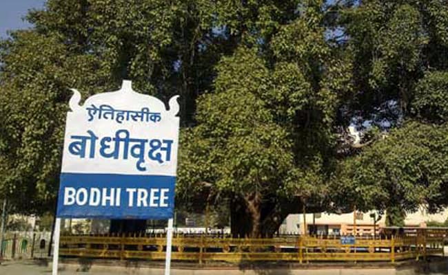 एफआरआइ की टीम पहुंची बोधगया, आज बोधिवृक्ष का होगा उपचार, जानिये क्या होगी उपचार की सामग्री