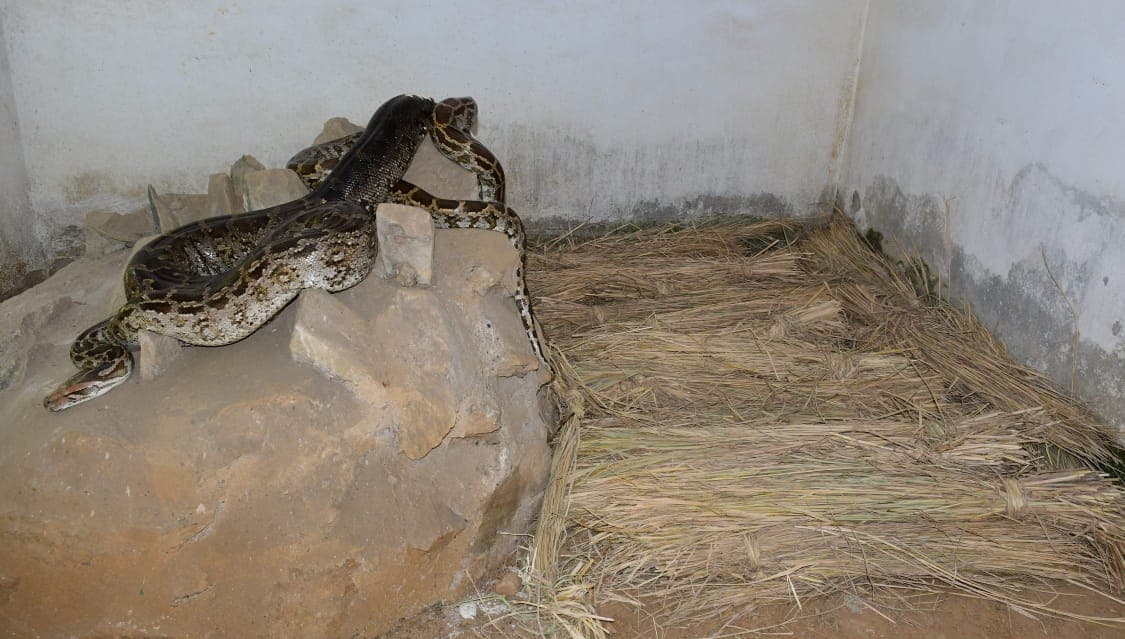 झारखंड में बढ़ी ठंड, जवाहर लाल नेहरू जैविक उद्यान में अजगर के लिए स्पेशल रजाई, तो टाइगर के बाड़े में है हीटर, पढ़िए क्या है पूरी व्यवस्था