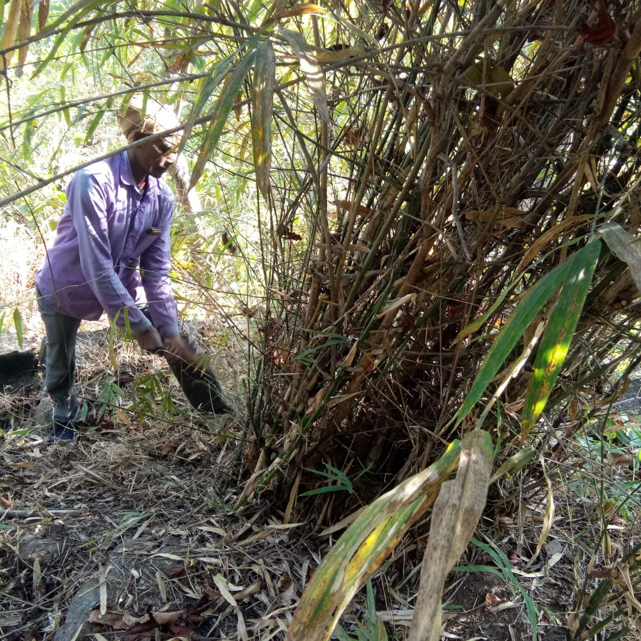 Bamboo Cultivation : अंग्रेजों के जमाने में बांस की खेती के लिए फेमस था बोकारो का झुमरा पहाड़, अवैध कटाई ने छीनी हरियाली, अब ऐसे किया जा रहा बांसों का संरक्षण