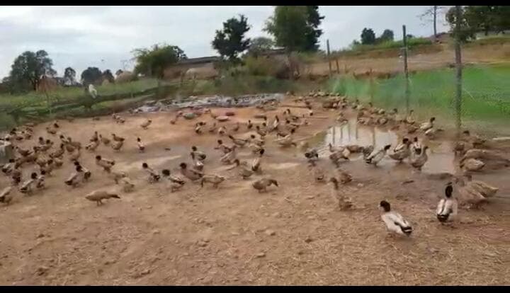 Duck Farming In Jharkhand : झारखंड के बुजुर्ग किसान ने बतख पालन से दिखाई आत्मनिर्भरता की राह, पलायन करने वाले युवाओं को दे रहे स्वरोजगार का मंत्र