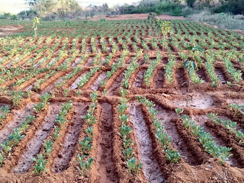 Jharkhand Agriculture Forecast : ऐसे मौसम में झारखंड के किसान इन बातों का रखें ख्याल, मौसम वैज्ञानिकों की ये है सलाह